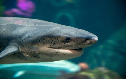 LIVE CAM:  Live Shark Cam - Monterey Bay Aquarium